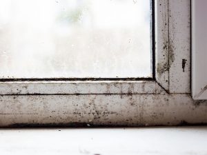 How to Deal With Mold Growth on Windows